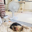 내돈내산 한일전기 무소음 리모컨 BLDC 저소음 선풍기 한달 사용 후기 / 반려동물 집사가 추천하는 이유