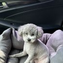 권앤정 동물외과병원 이미지