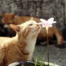 행복한고양이 이미지