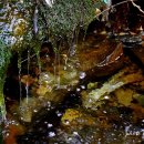 삼정약수터 이미지