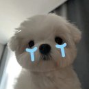 아이디치과기공소 | 아이디치과 마이트 후기 좋은 이유가 있을까? 직접 확인해봄!