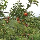 혜영농장 이미지