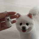 효효그루밍 이미지