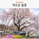 [25-3] 힐링꽃그림 (보태니컬 수채화) | 서울 봄나들이 봄꽃 명소 덕수궁 벚꽃 개화 상황, 석조전과 돈덕전