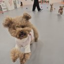 호야별 애견유치원 이미지