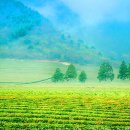 보성다원녹차 판매장 이미지