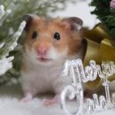 닥터 전 동물병원 이미지