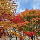 안국사 | 무주 적상산 전망대 안국사 단풍구경 후기(사람적은 단풍명소)