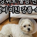 설아아이스크림수지
