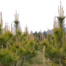 보광농원 이미지