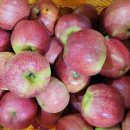 꼬마꼬꼬 이미지