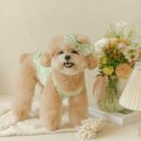 멍멍플라워 이미지