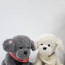 전남도 &#39;AI 반려돌봄 로봇&#39; 스마트 사회서비스사업 선정[e미래뉴스] 이미지