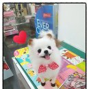 독한고양이애견전문샵 이미지