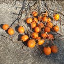 동요 자전거 길, 강아지 소나기 1960 이미지