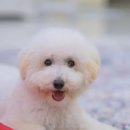 이비치 동물치과병원 이미지