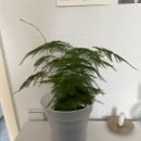 바우마켓 이미지