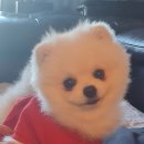 다온 애견삽 | 댕댕이 눈물 벨포아 곤충 사료로 알레르기 확 잡았어요. 2년 먹은 후기