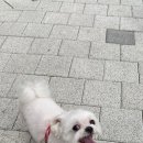 몽개GROOM 이미지