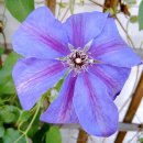 바이올렛(Violet)
