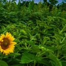 행복을굽는시간 이미지