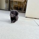 소문켄넬 이미지