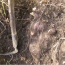 배나무농장 이미지