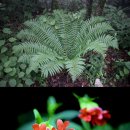 야생화길 이미지