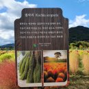 바보엄마칼국수 네이버블로그