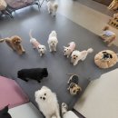 하이댕댕 | 운정 애견유치원 강아지에 진심인 [ 하이댕댕 ]