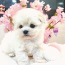 강아지요미독광명