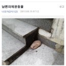 남편의 애완동물 돌토끼 이미지