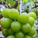 조규열농장 이미지