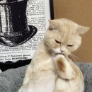 그루밍포유 이미지