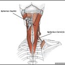 오늘도 필라테스 이미지