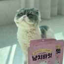 덴탈디자인치과기공소 | 캣츠모리 냥치바잇 고양이양치껌 덴탈간식 고양이치석껌