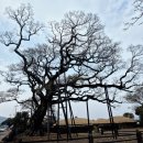 성읍리-9 이미지