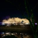 2026 후쿠오카 벚꽃 실시간 🌸 마이즈루공원 벚꽃 개화 분위기 + 바베큐 후기