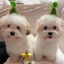 한국꼬똥켄넬 | 꼬똥드툴레아 가격 켄넬 중요한 이유