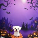 코코멍냥 이미지