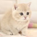 순한고양이 이미지