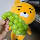 (주)티비스켓 | 샤인머스켓 1박2일팀도 반한 망고청포도 망포도후기