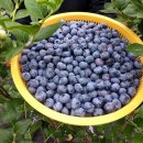 재영농장 이미지