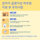 대흥동물병원 네이버블로그