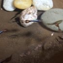 횃대둥우리 이미지