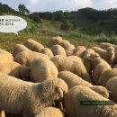 번창목장 Daum카페