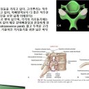 [12강-몸통뼈대9-](120강-2) 전형적인등뼈(T2~T9),비전형적인등뼈(T1, T10~T12), 허리뼈 후관절 발달이상, 엉치뼈등 이미지