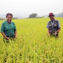 들녘 옷 이미지