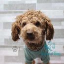 임피리얼펫 이미지