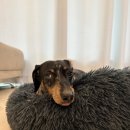 강아지 미장원 이미지